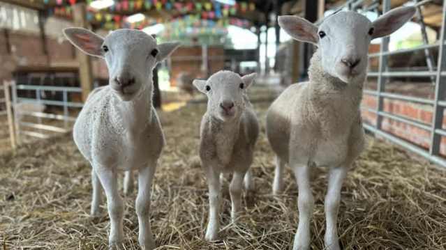 Wellsgreen Farm - Featured Image - 3