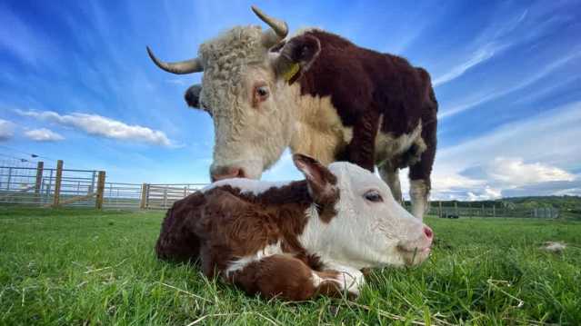 Wellsgreen Farm - Featured Image - 8