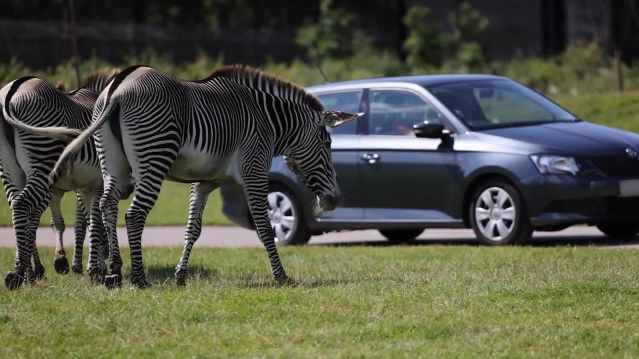 Woburn Safari Park - Featured Image - 9
