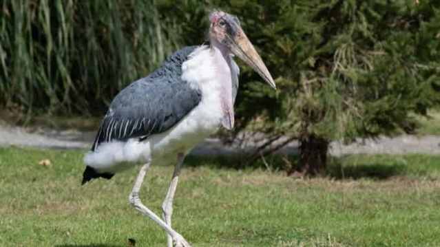 Eagle Heights Wildlife Foundation - Featured Image - 8