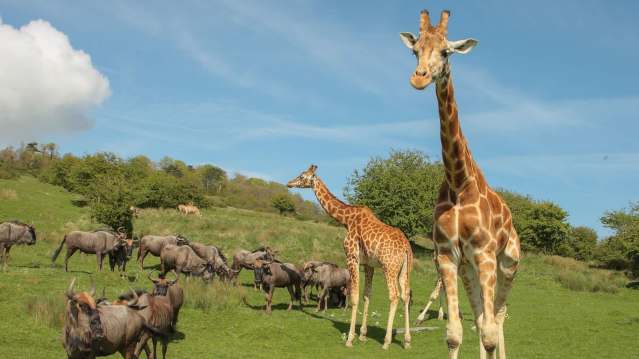 Port Lympne Safari Park - Featured Image - 9