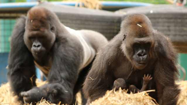 Howletts Wild Animal Park - Featured Image - 10