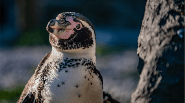 Chester Zoo - Featured Image - 11
