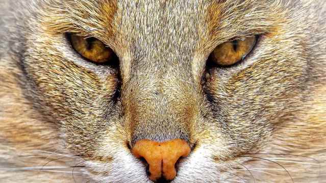 Ark Wildlife & Dinosaur Park - Featured Image - 1