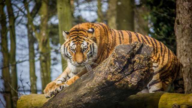 tiger at port lympne