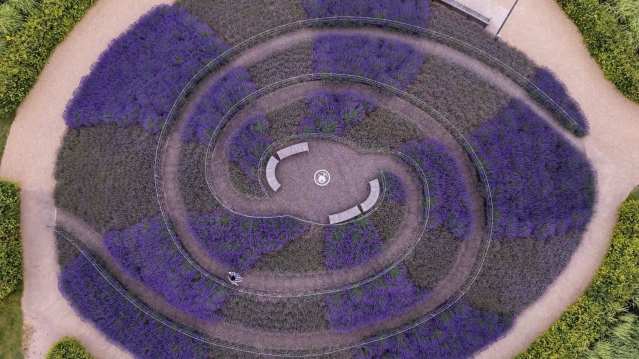 Aerial view of the lavender spiral garden at RHS Garden Wisley, with vivid purple planting forming a dramatic, symmetrical swirl.