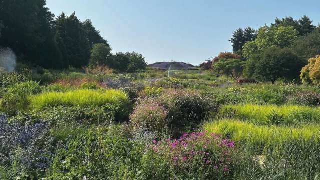 Expansive naturalistic planting in the Piet Oudolf-designed landscape at RHS Wisley, with layers of grasses and late summer blooms in full colour.