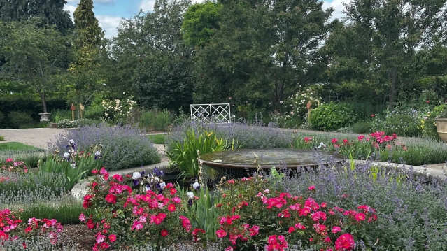 Circular water fountain surrounded by lavender and bright roses in RHS Wisley’s Cottage Garden, set against a backdrop of trees and open sky.
