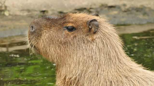 Close-up of a capybara standing beside a pond with wet fur and gentle expression at Hoo Zoo.