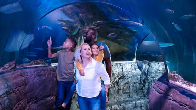 Family walking through an underwater ocean tunnel surrounded by fish and marine life at SEA LIFE Loch Lomond