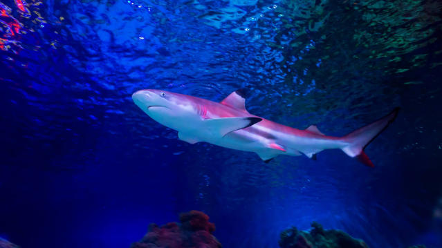 Black Tip Reef Shark in enclosure at SEA LIFE Loch Lomond