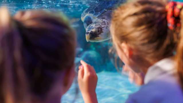 Two young children viewing marine life at SEA LIFE Loch Lomond