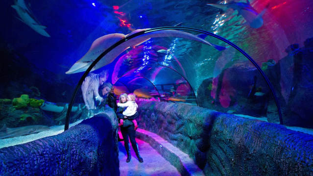 Family viewing marine life in ocean tunnel at SEA LIFE Loch Lomond