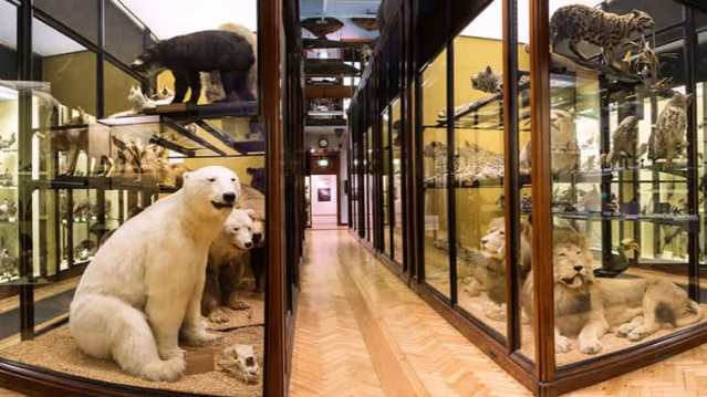 Taxidermy animals including polar bears, lions, and birds displayed in glass cabinets at the Natural History Museum’s Zoology Gallery.