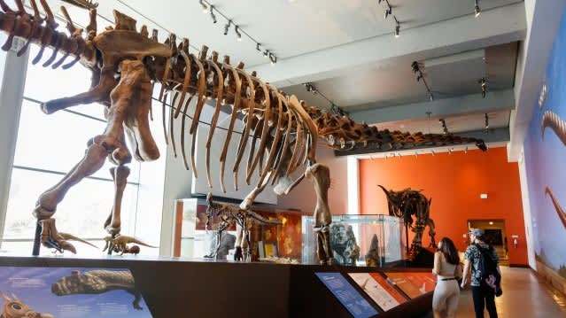Visitors walking past a towering dinosaur skeleton exhibit in the Natural History Museum’s Fossil Gallery.