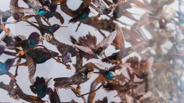 a close up of birds flying together