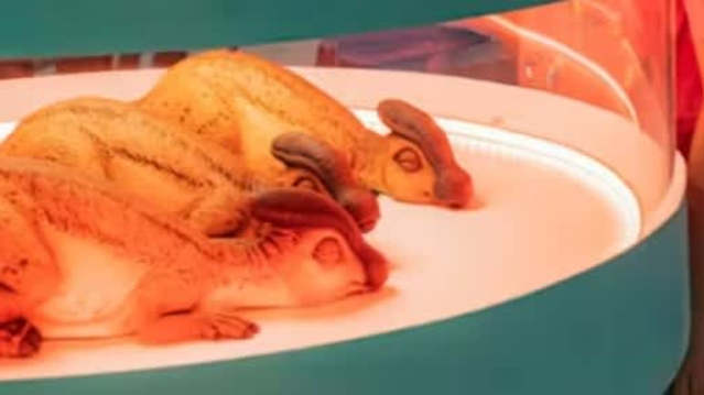 close up of baby dinosaurs in an incubator