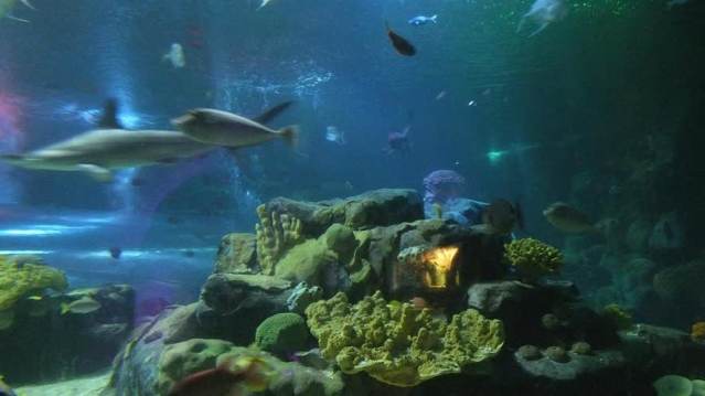 SEA LIFE Birmingham - Image 9