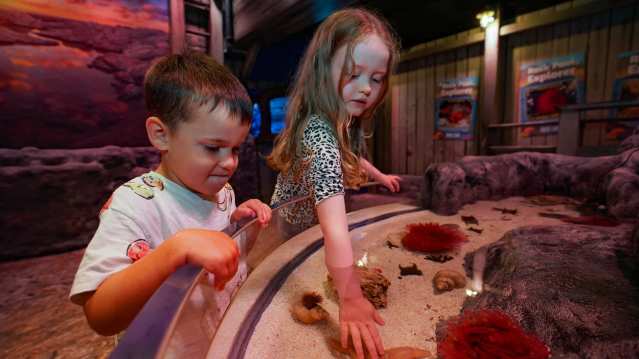 girl and boy touching crabs