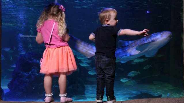 kids looking into fish tank