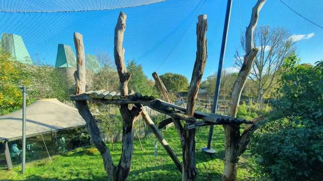 Wooden climbing structures in an outdoor zoo enclosure under a mesh roof.