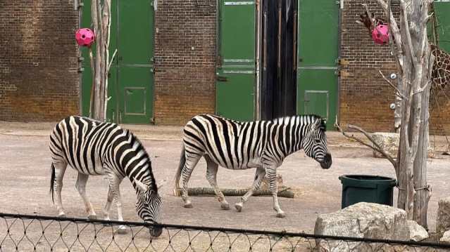 Two zebras walking in front of green stable doors, with enrichment balls hanging nearby.