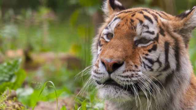 Close-up of a tiger’s face surrounded by greenery.