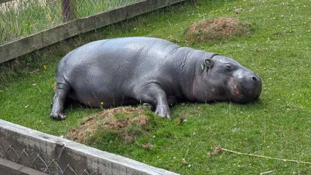 A pygmy hippopotamus lying on green grass, resting in its enclosure.
