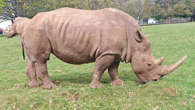 A large rhinoceros grazing on grass in an open field.