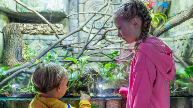 kids looking at animals