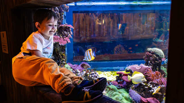 boy looking at fish in the tank