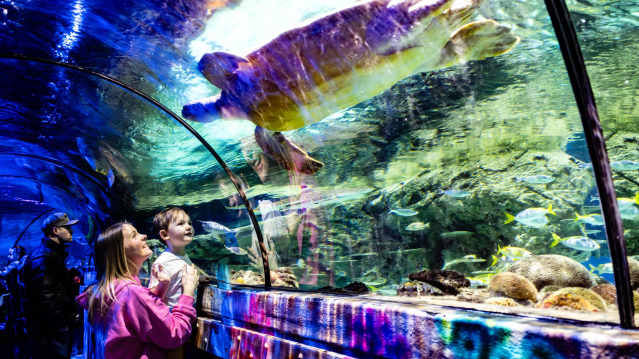 family looking at fish in tank