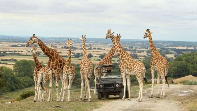 truck with giraffes surrounding it