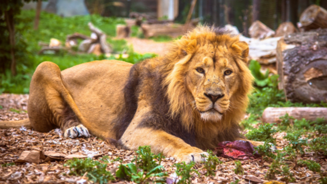 Chessington World of Adventures Resort - Image 5