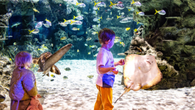 SEA LIFE Manchester - Featured Image - 12