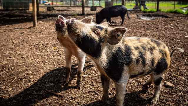 Kew Little Pigs - Featured Image - 1
