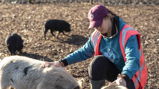 Pig Enthusiast Course at Kew Little Pigs Farm - Featured Image - 2