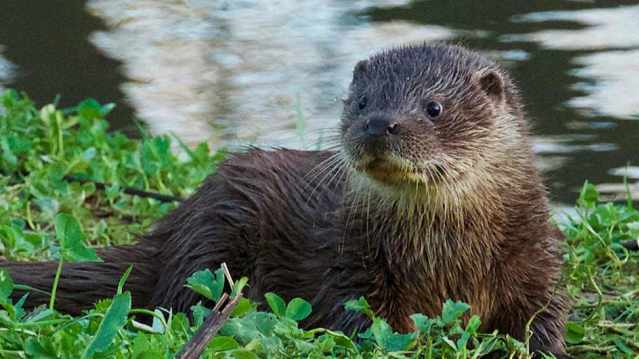 British Wildlife Centre - Featured Image - 2
