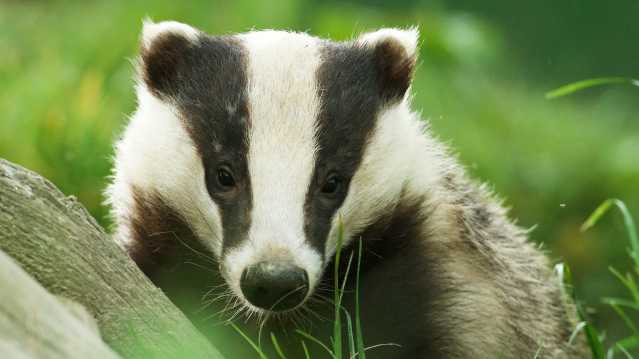 British Wildlife Centre - Featured Image - 3