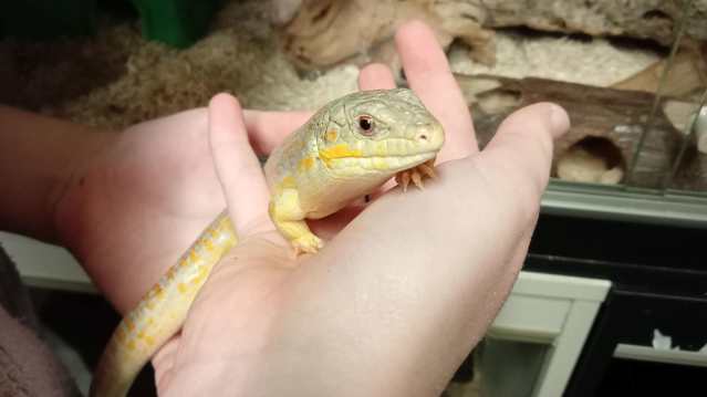 DJL Exotics - Featured Image - 1