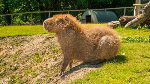 The Meadows Wildlife Park - Featured Image - 1