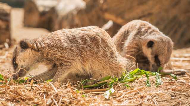 The Meadows Wildlife Park - Featured Image - 3