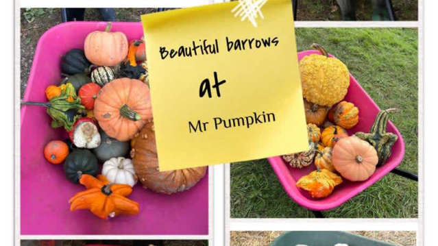 Mr Pumpkin pumpkin patch at Lime Farm, Morley near Derby, Derbyshire
