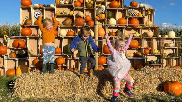 The pumpkin patch at Sandy Bottom Farm, Hedon near Hull, East Yorkshire