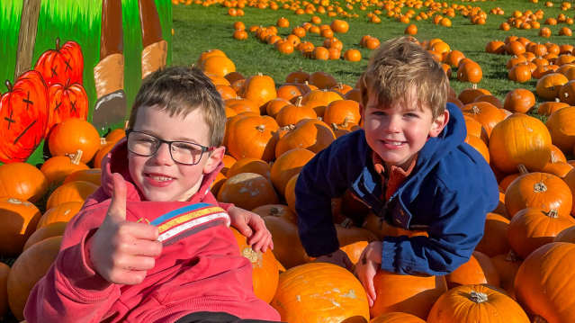 Pumpkins in the picking field at Manorafon Farm Park, Abergele, Conwy