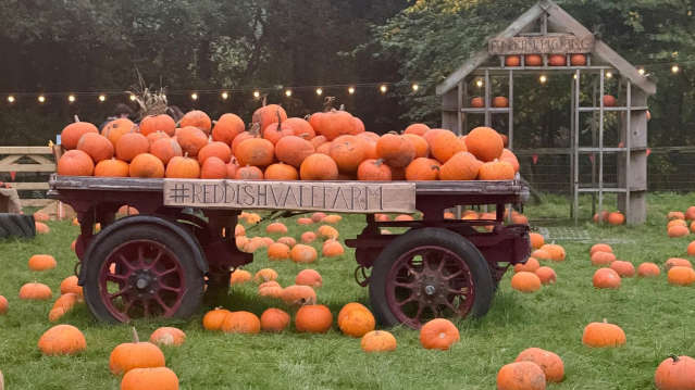Pumpkins in the picking field at Reddish Vale Farm, Stockport