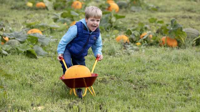 Children carrying picked pumpkins across the pick your own patch in Perth, Perthshire