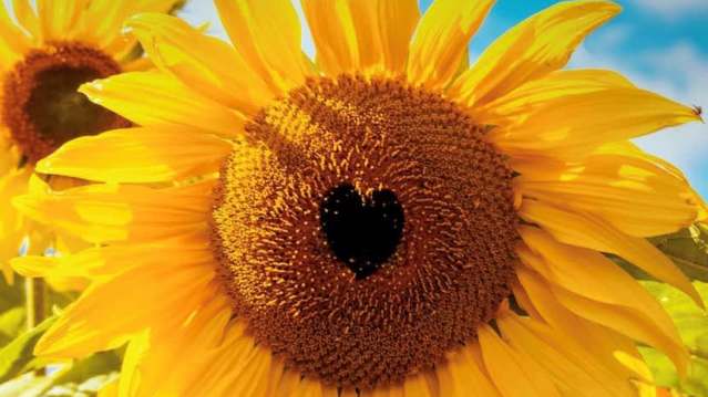 Sunflowers in bloom in the pick your own field at Becketts Farm, Birmingham, Worcestershire