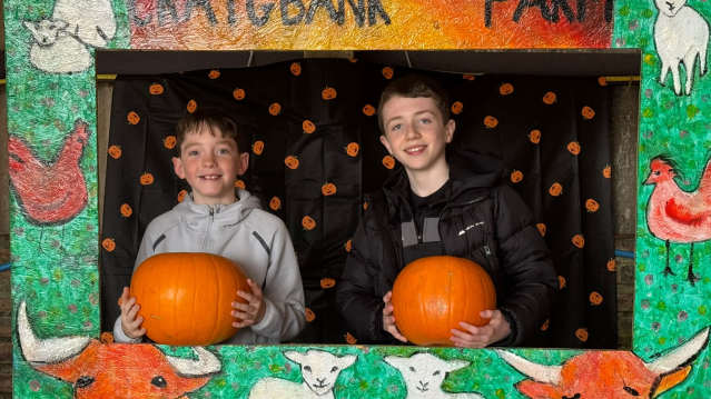 Bright orange pumpkins laid out at a pumpkin picking experience in Glasgow, Ayrshire.