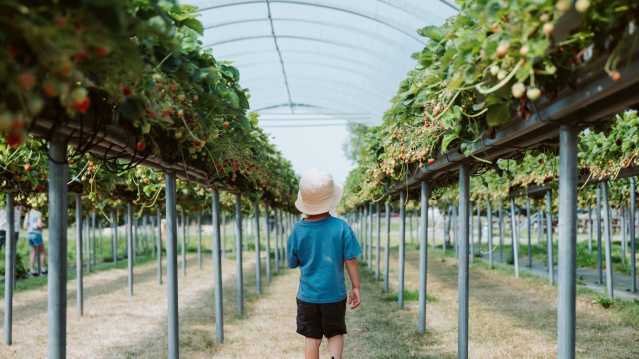 Pick your own pumpkin fields at Dell Quay PYO near Chichester, West Sussex